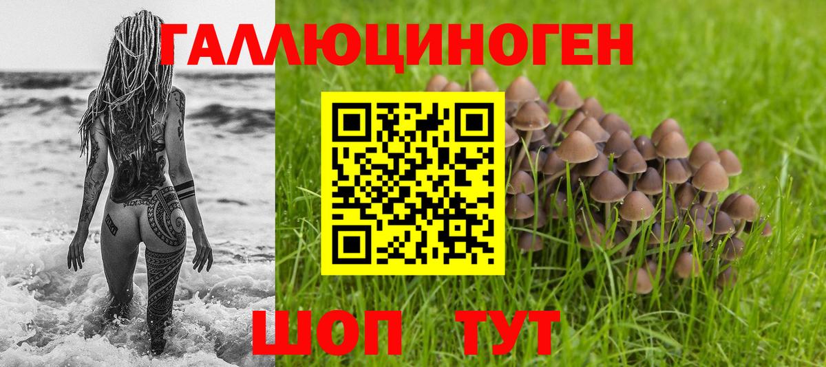 Галлюциногенные грибы Psilocybe Алексеевка